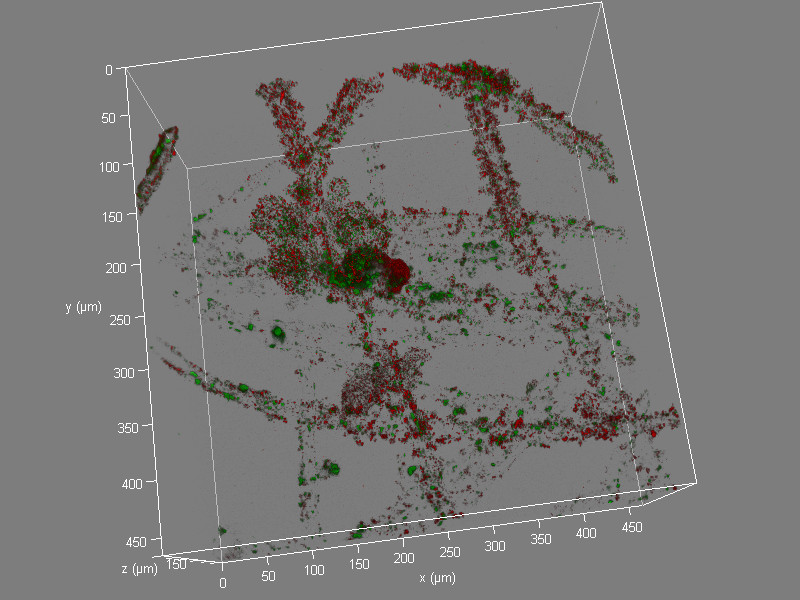 Biofilm auf Anode-Fasern in einer Mikrobiellen Brennstoffzelle. Grün = extrazelluläre polymere Substanzen (EPS) und Rot = Bakterien. Dreidimensionale cLSM Aufnahme