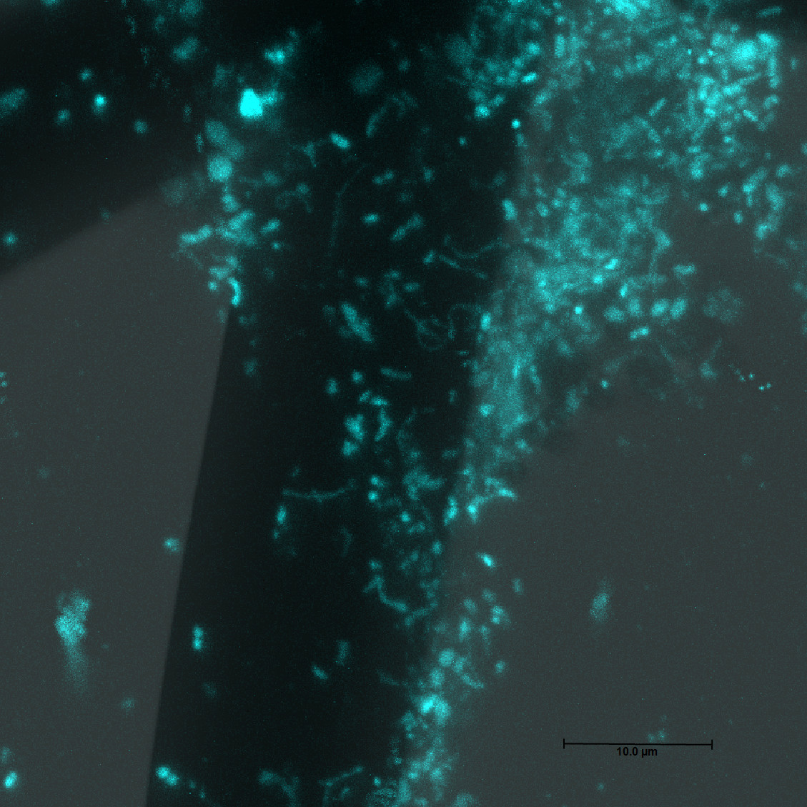  Bakterien in einem Biofilm (Blau, DAPI) auf einer Anode-Faser in einer Mikrobiellen Brennstoffzelle. cLSM Aufnahme.