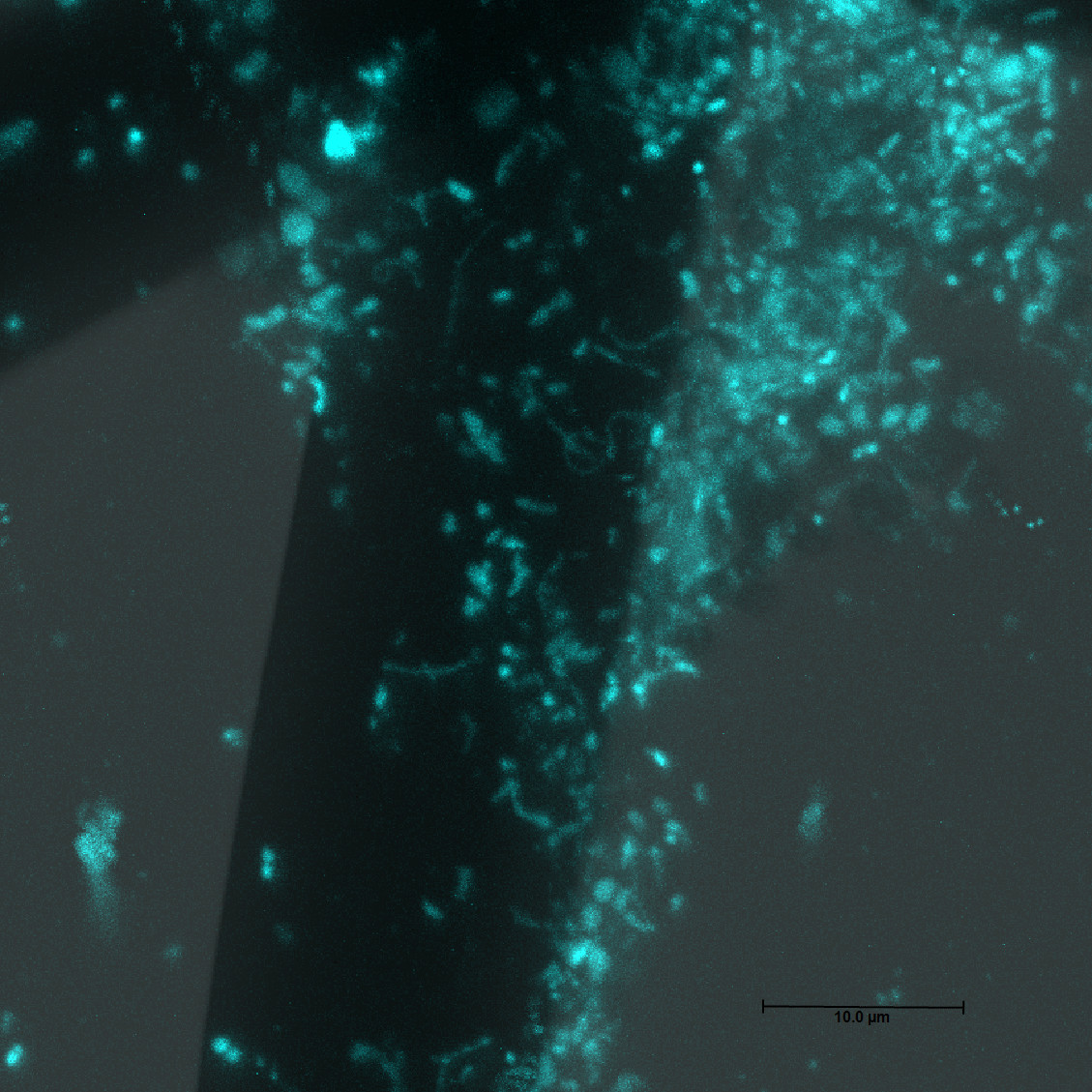  Bakterien in einem Biofilm (Blau, DAPI) auf einer Anode-Faser in einer Mikrobiellen Brennstoffzelle. cLSM Aufnahme.