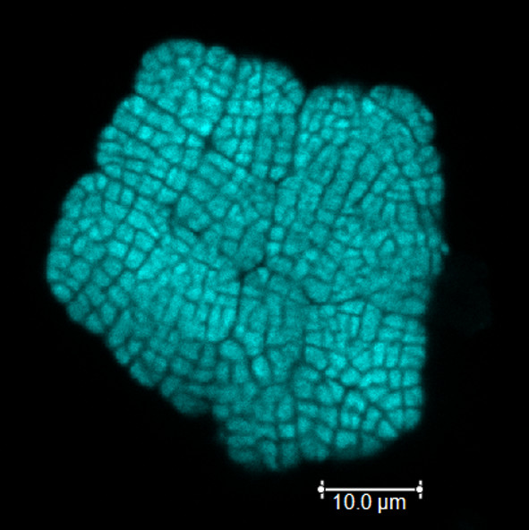 Zellaggregate von Methanosarcina marzei mit DAPI angefärbt. cLSM Aufnahme